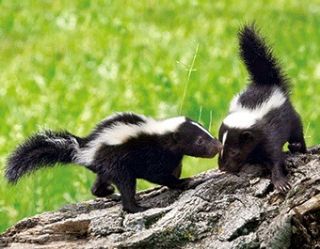 Obrázek z Magnet 3D 7x9cm - skunk 